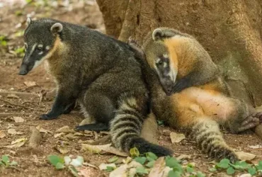 O Coatimundi é fofo, mas não é um bom animal de estimação 3 Coatimundi