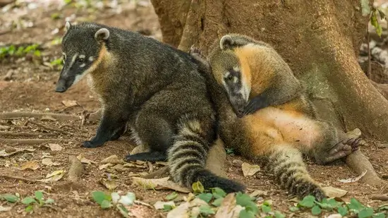Coatimundi