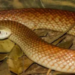 Cobras podem ouvir