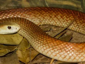 Cobras podem ouvir