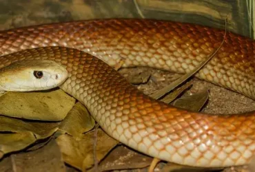 Cobras podem ouvir
