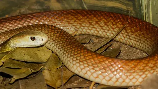 Cobras podem ouvir
