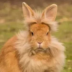Coelhos Lionhead têm cabelos lindos, mas são ótimos animais de estimação