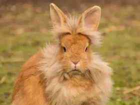 Coelhos Lionhead têm cabelos lindos, mas são ótimos animais de estimação