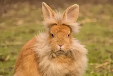 Coelhos Lionhead têm cabelos lindos, mas são ótimos animais de estimação