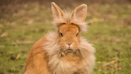 Lionhead Rabbits Have Beautiful Hair But Make Great Pets