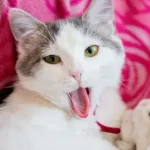 Como administrar medicação oral a um gato