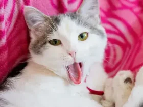 Como administrar medicação oral a um gato 10 Como administrar medicação oral a um gato