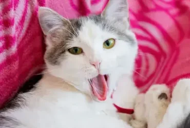 Como administrar medicação oral a um gato