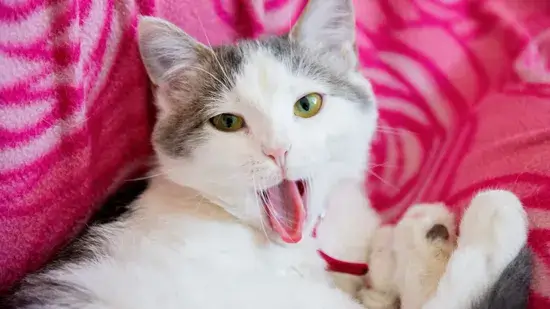 Como administrar medicação oral a um gato