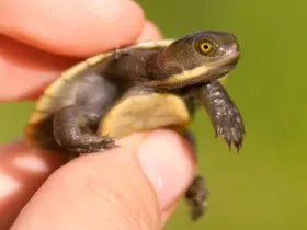 Como alimentar tartarugas bebês
