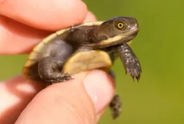 Como alimentar tartarugas bebês 2 Como alimentar tartarugas bebês