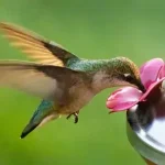 Como fazer comida para beija-flor com segurança e responsabilidade