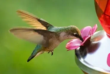 Como fazer comida para beija-flor com segurança e responsabilidade 5 Como fazer comida para beija-flor com segurança e responsabilidade