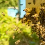 Como livrar sua casa de abelhas