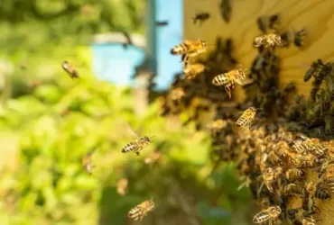 Como livrar sua casa de abelhas sem matá-los 8 Como livrar sua casa de abelhas