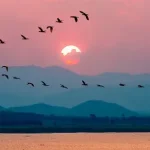 Como os pássaros sabem quando voar para o sul e para onde ir