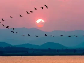 Como os pássaros sabem quando voar para o sul e para onde ir
