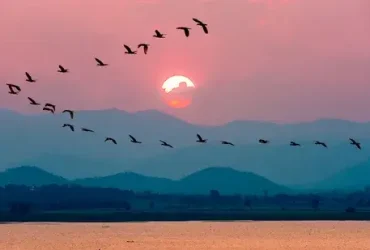 Como os pássaros sabem quando voar para o sul e para onde ir? 3 Como os pássaros sabem quando voar para o sul e para onde ir