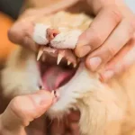 Como salvar um gato sufocado