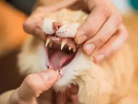 Como salvar um gato sufocado