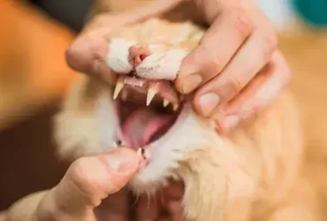 Como salvar um gato sufocado 1 Como salvar um gato sufocado