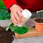 Como usar o hormônio de enraizamento para propagar novas plantas a partir de estacas