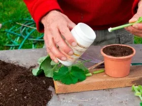 Como usar o hormônio de enraizamento para propagar novas plantas a partir de estacas 10 Como usar o hormônio de enraizamento para propagar novas plantas a partir de estacas