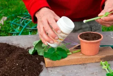 Como usar o hormônio de enraizamento para propagar novas plantas a partir de estacas 5 Como usar o hormônio de enraizamento para propagar novas plantas a partir de estacas