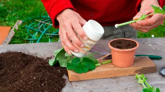 Como usar o hormônio de enraizamento para propagar novas plantas a partir de estacas