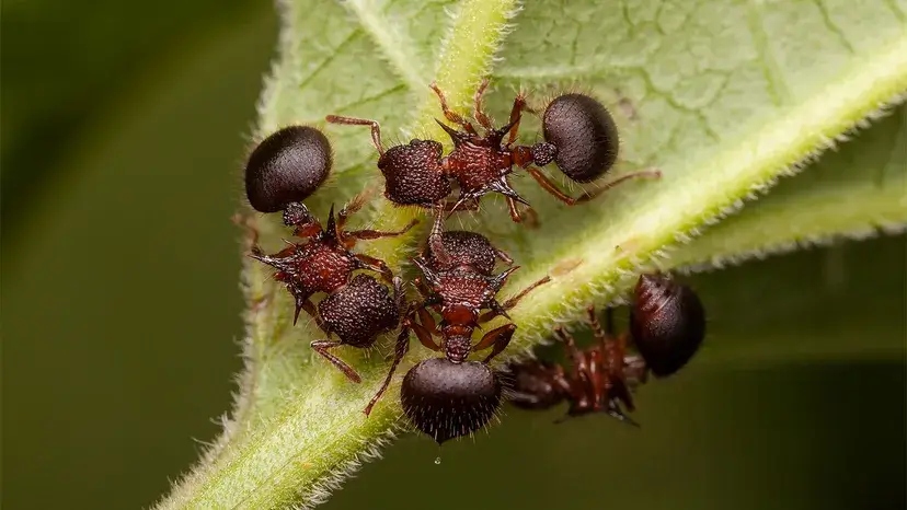 Contando as formigas do mundo