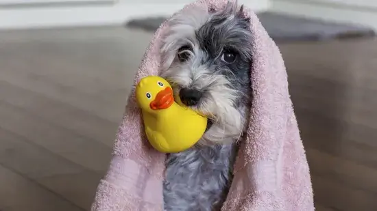 春の大掃除のヒントとコツ