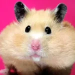 Hamsters não são idiotas