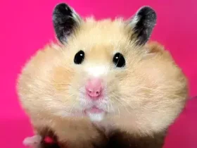 Hamsters não são idiotas