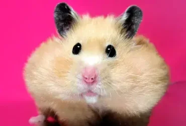 Hamsters não são idiotas. Veja como impedi-los de morder 5 Hamsters não são idiotas