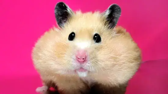 Hamsters não são idiotas