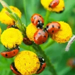  Introduza insetos benéficos em seu jardim