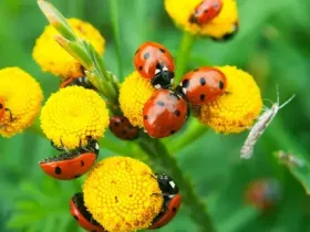 Abaixe os pesticidas! Introduza insetos benéficos em seu jardim 1 Introduza insetos benéficos em seu jardim