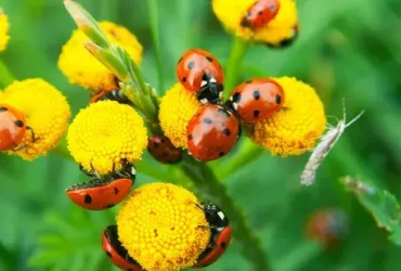 Abaixe os pesticidas! Introduza insetos benéficos em seu jardim 7 Introduza insetos benéficos em seu jardim