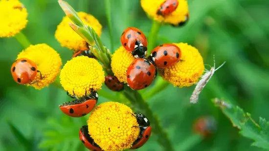  Introduza insetos benéficos em seu jardim