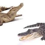 Jacaré vs Crocodilo