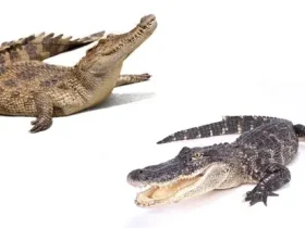 Jacaré vs Crocodilo