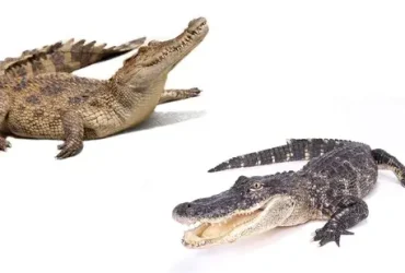Jacaré vs Crocodilo