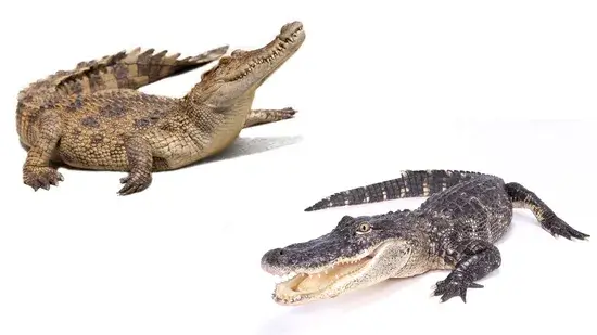 Jacaré vs Crocodilo
