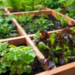Jardinagem com pés quadrados
