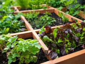 Jardinagem com pés quadrados