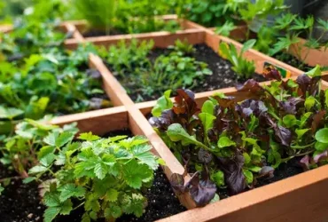 Jardinagem com pés quadrados: o método de plantio criado por um engenheiro 9 Jardinagem com pés quadrados
