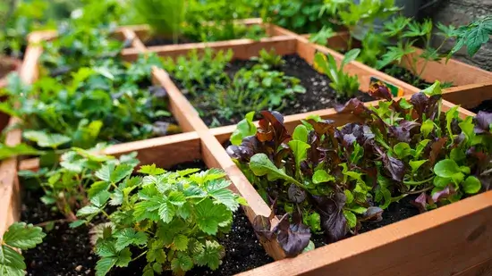 Jardinagem com pés quadrados