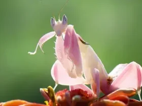O louva-a-deus orquídea parece uma flor, 'pica' como uma abelha 10 louva-a-deus