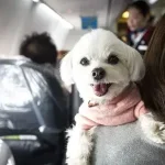Nova decisão reprime animais de apoio emocional em aviões